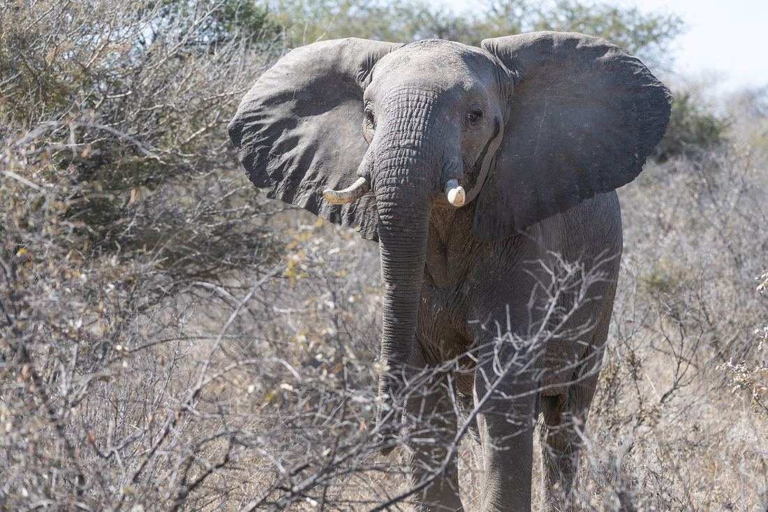 African Sovereign Reserve, photograph 3 of 3