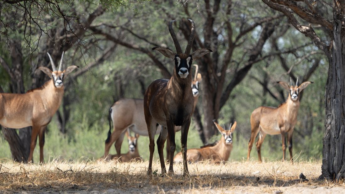 Botswana Conservancy, photograph 2 of 11
