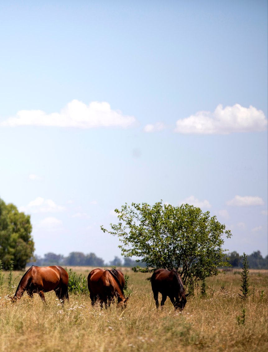 Horses grazing in a pasture, with a stand of trees beyond