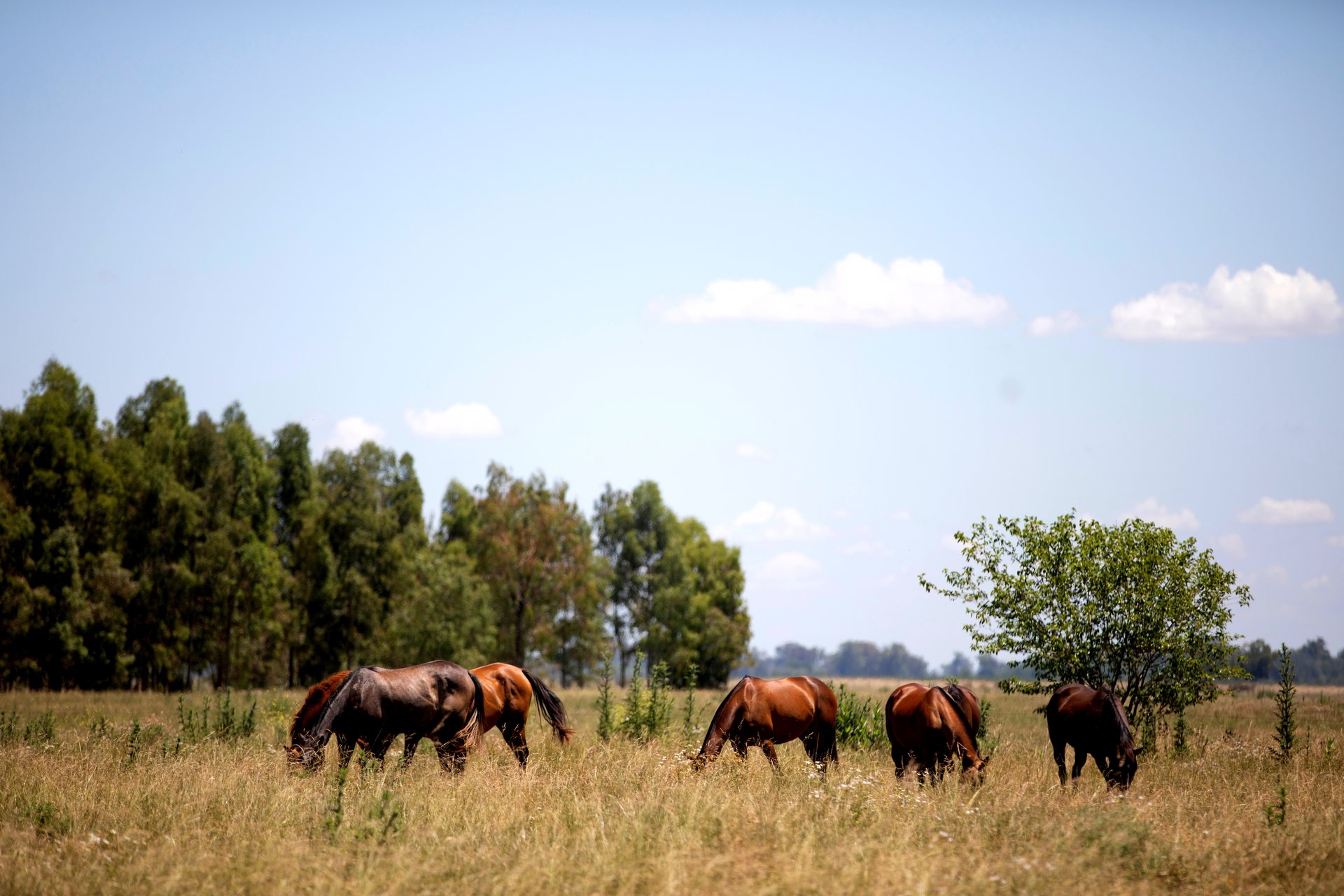 Horses grazing in a pasture, with a stand of trees beyond