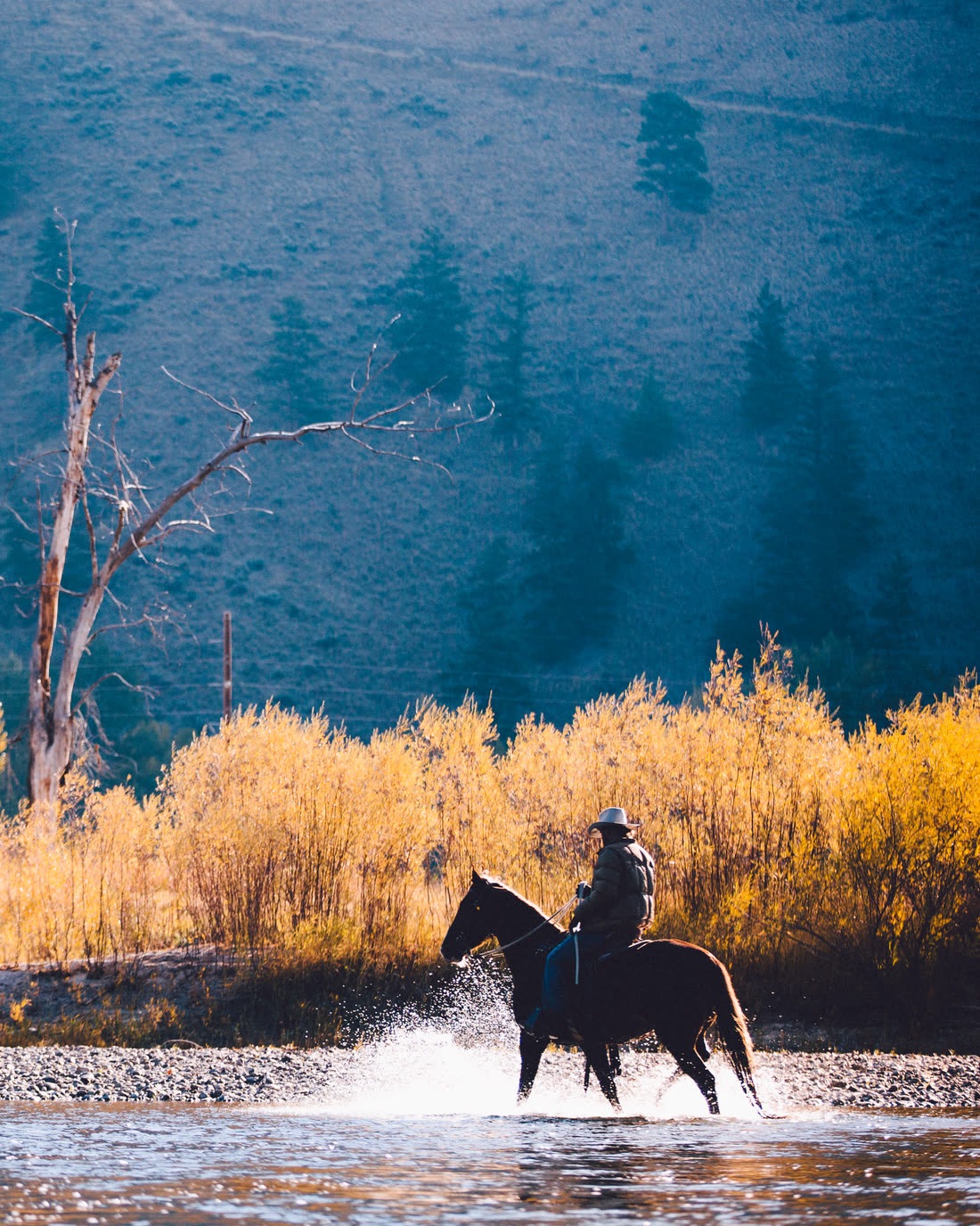 A rider crossing a river at first light, autumn willows along the far bank