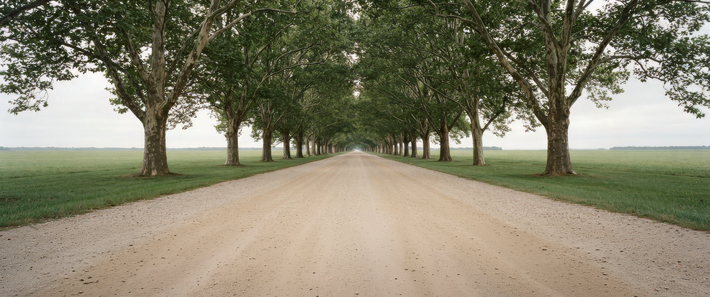 A tree-lined avenue running straight across open pasture