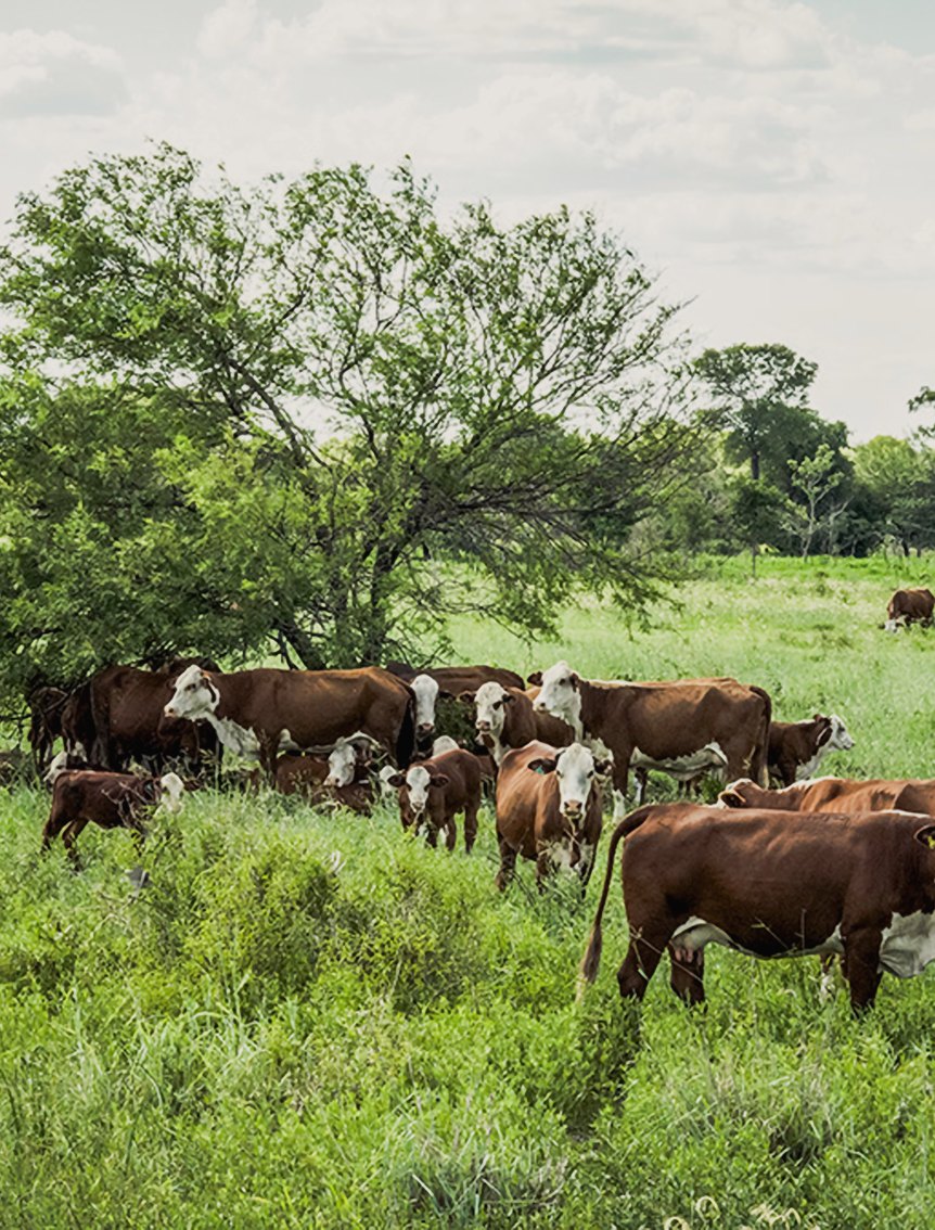 La Americana, Alto Paraguay, Paraguay