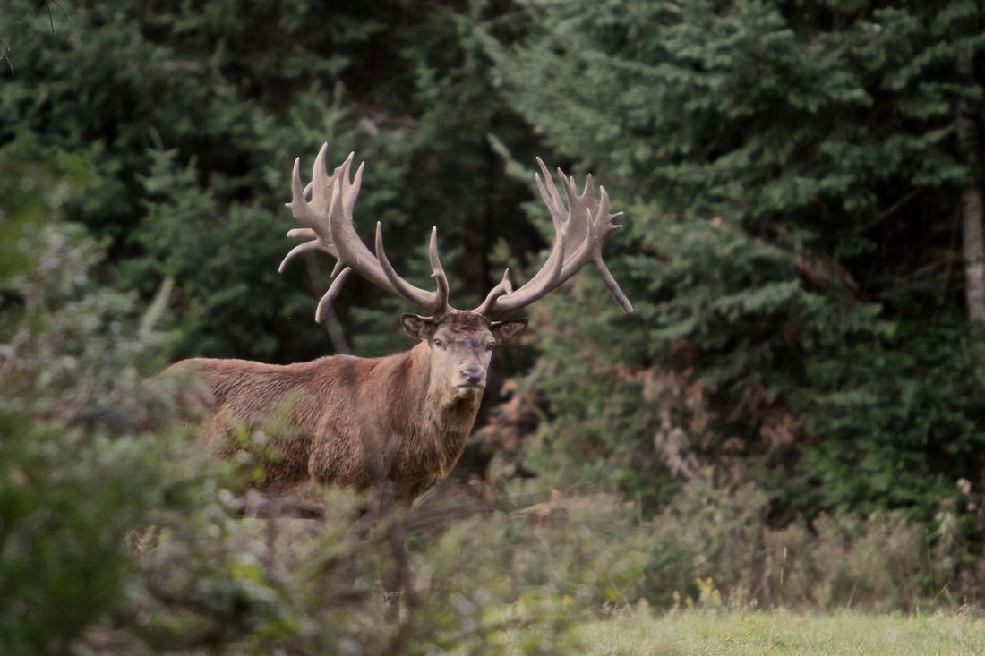 Laurentian Wildlife Estate, photograph 2 of 7