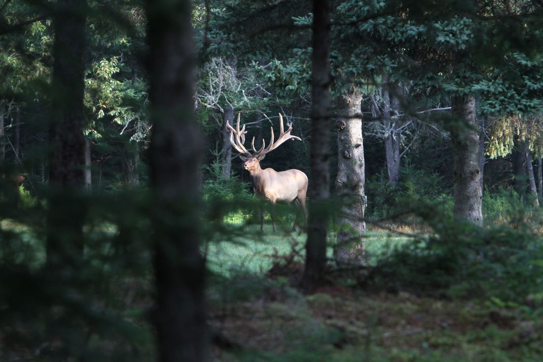 Laurentian Wildlife Estate, photograph 5 of 7
