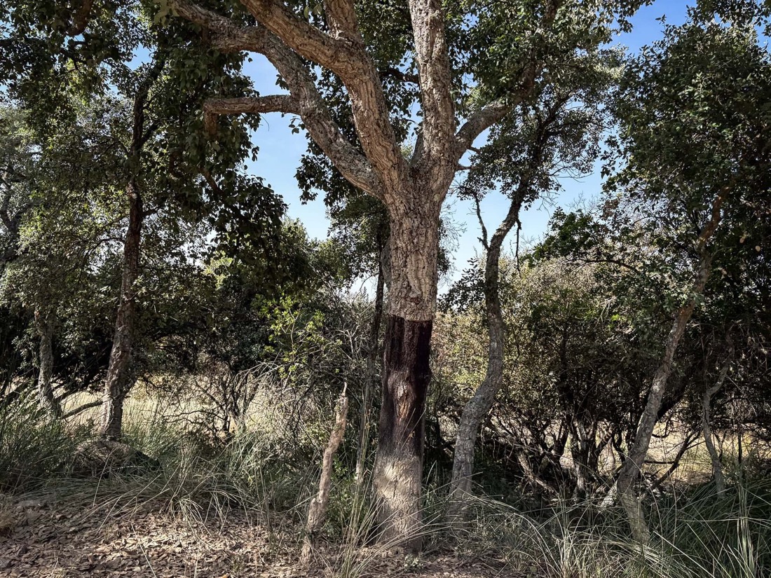 Monte do Barata, photograph 4 of 11