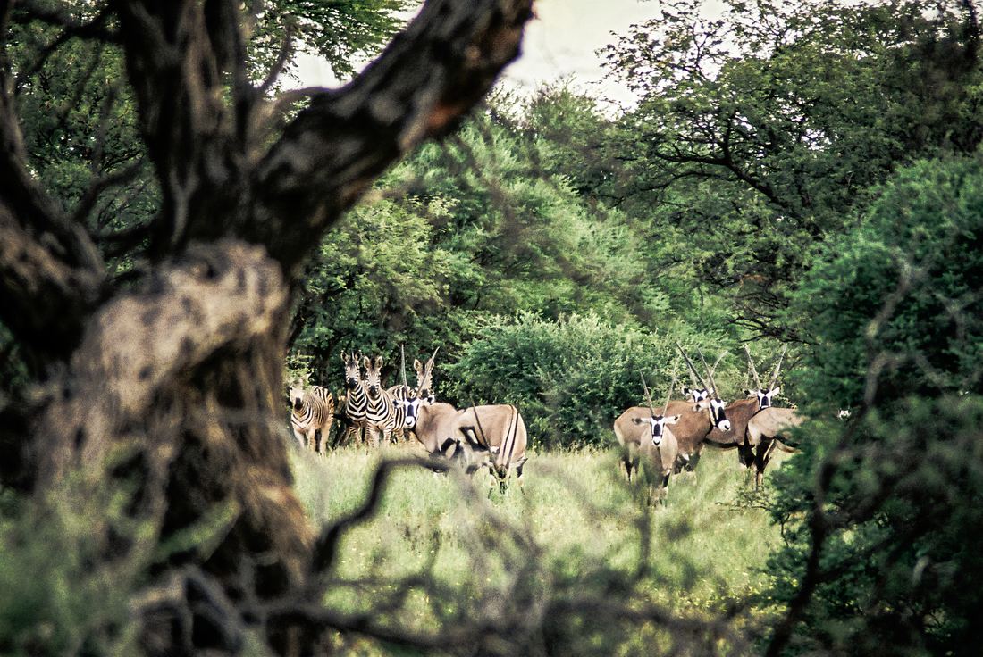 Northern Cape Reserve, photograph 1 of 3