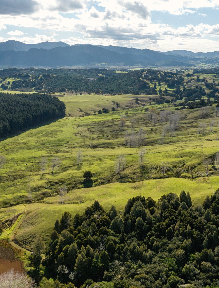 Titoki Downs, Northland, New Zealand