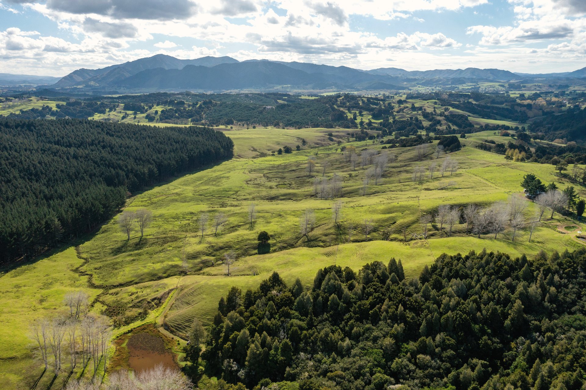 Titoki Downs, New Zealand, Titoki