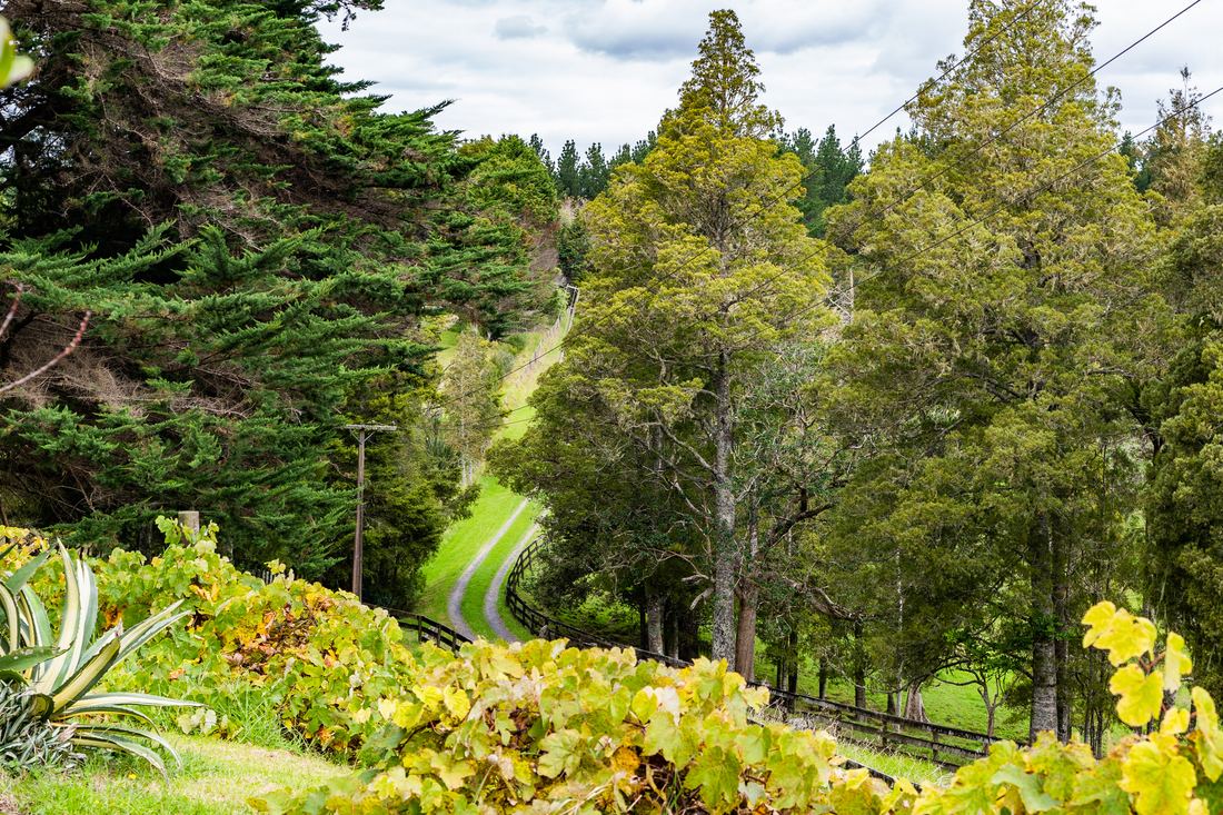 Titoki Downs, photograph 6 of 12