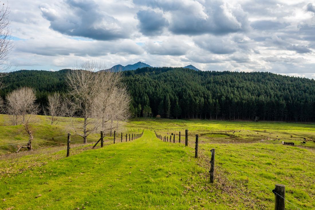Titoki Downs, photograph 4 of 12