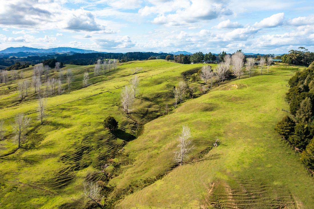Titoki Downs, photograph 5 of 12
