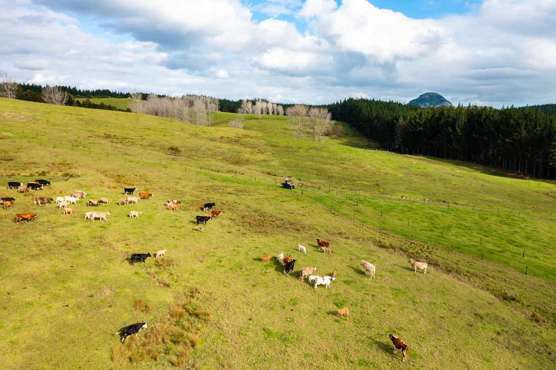 Titoki Downs, photograph 3 of 12