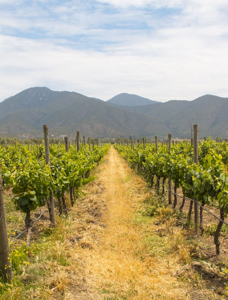 Rows of vines leading toward wooded hills