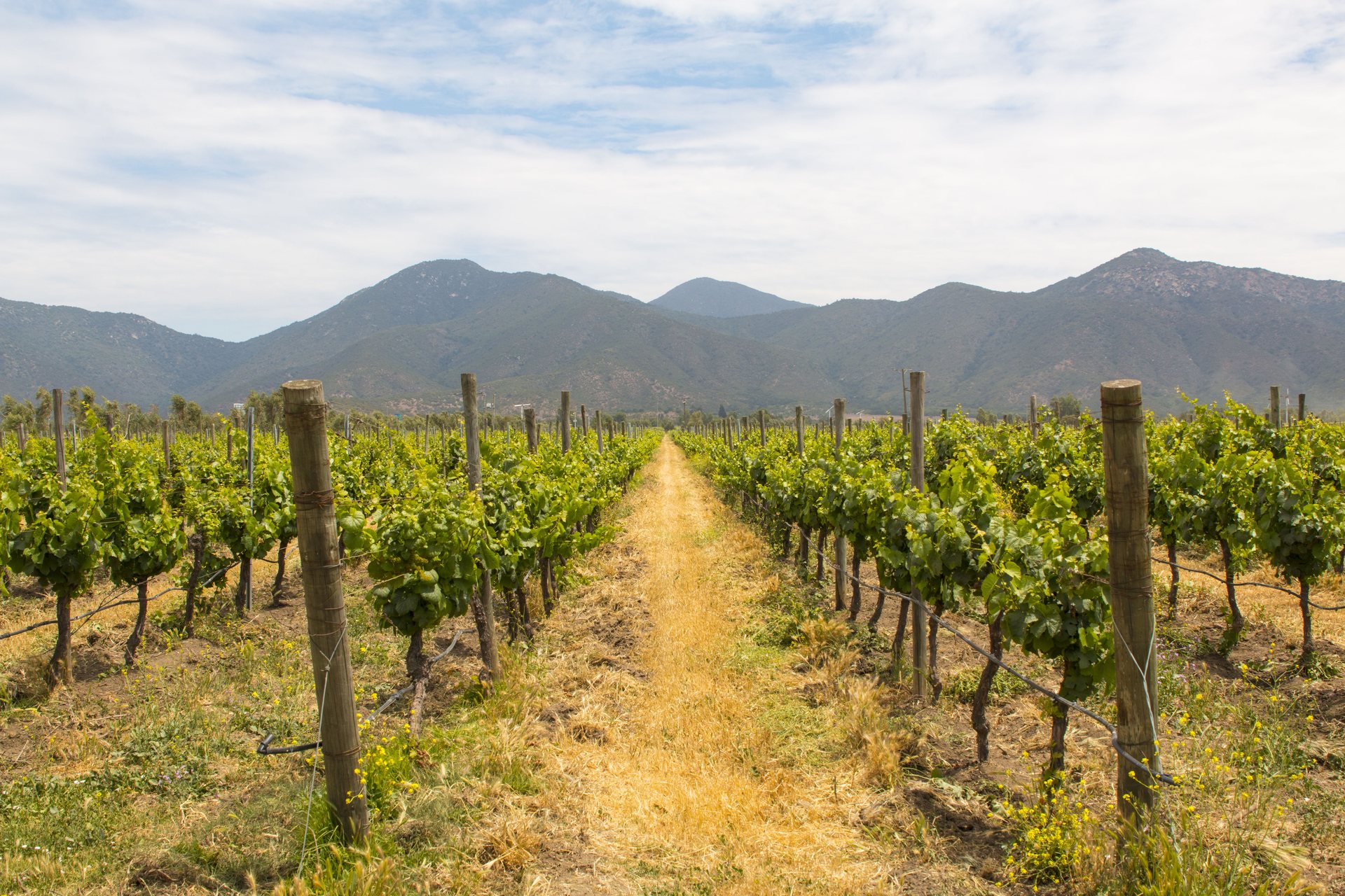 Rows of vines leading toward wooded hills